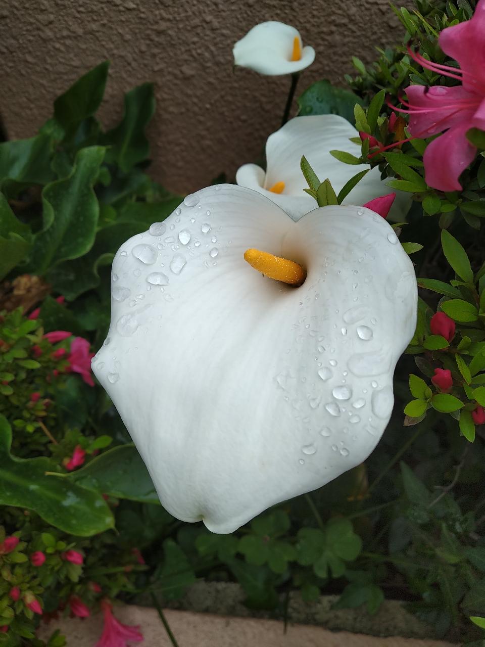 雨上がりのランの花