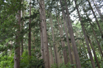 円山公園・森林