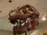 ティラノサウルス（頭部）