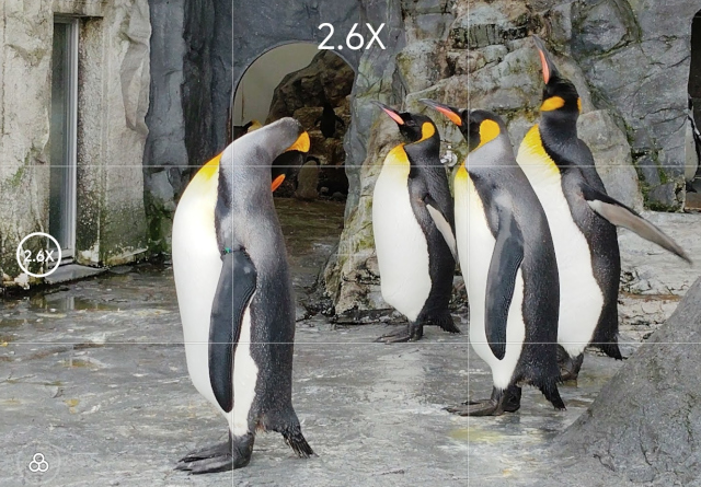 ペンギン