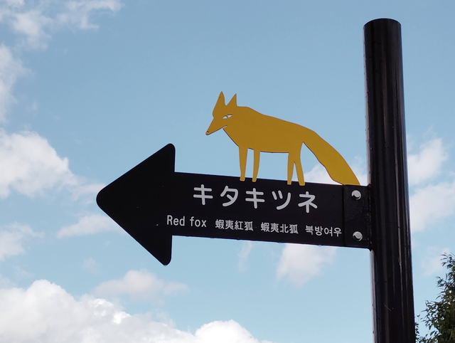 【看板】キタキツネ