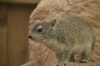 キボシイワハイラックス