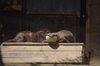 コツメカワウソ
