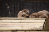 コツメカワウソ